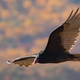A turkey vulture in New Jersey